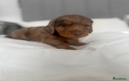 Miniature Dachshund dogs for sale: 3 Beautiful miniature longhair dachshund puppies - Image 27