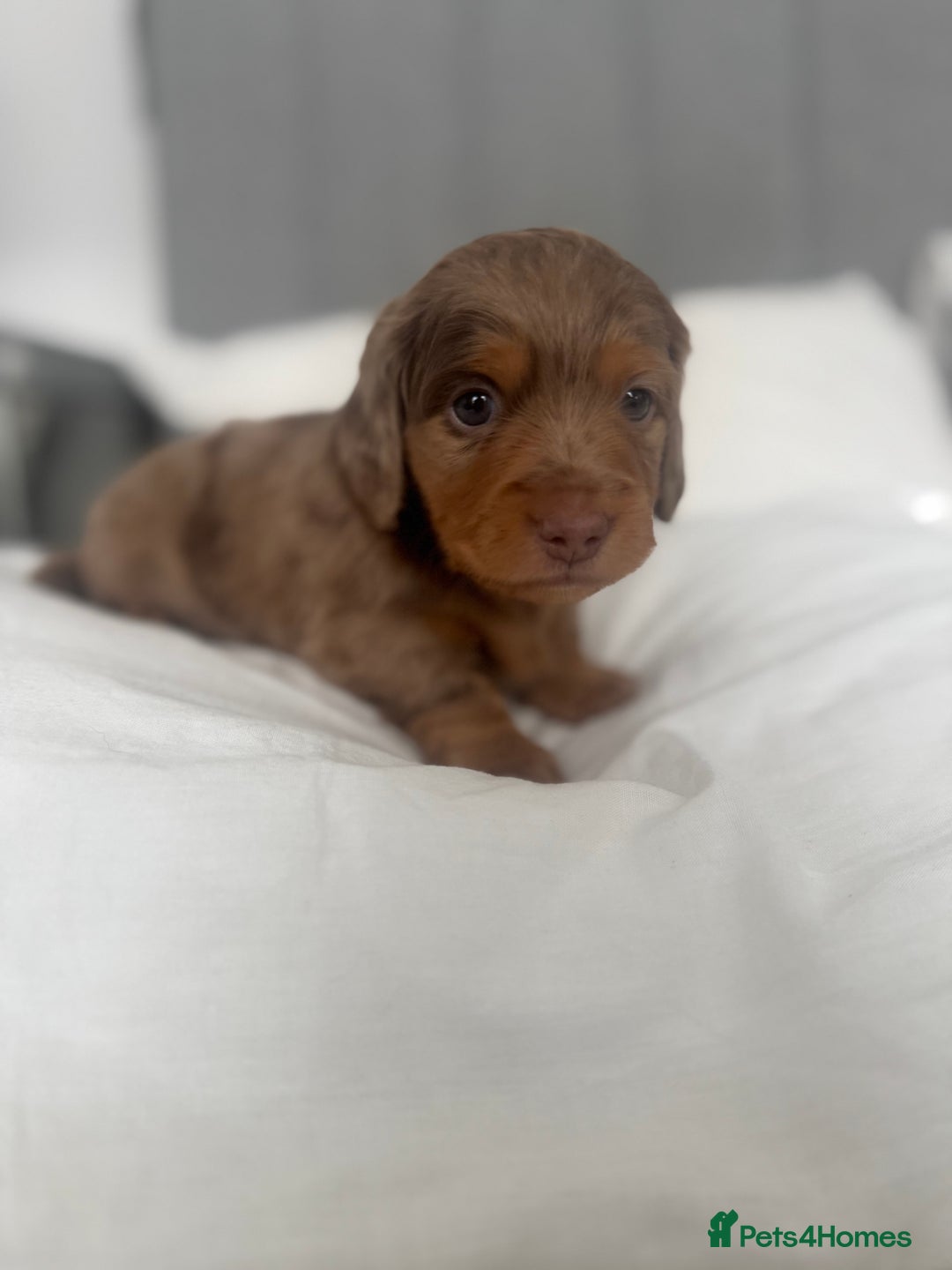 Miniature Dachshund dogs for sale: 3 Beautiful miniature longhair dachshund puppies - Image 27