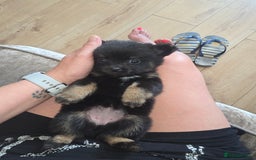 Pomchi dogs for sale: Pomchi pups for sale  - Image 2