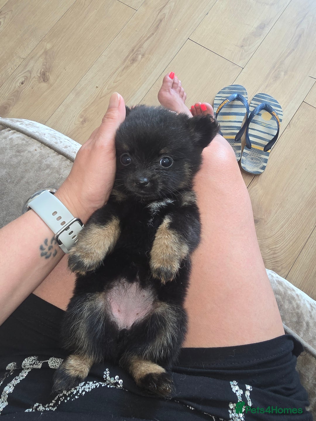 Pomchi dogs for sale: Pomchi pups for sale  - Image 2