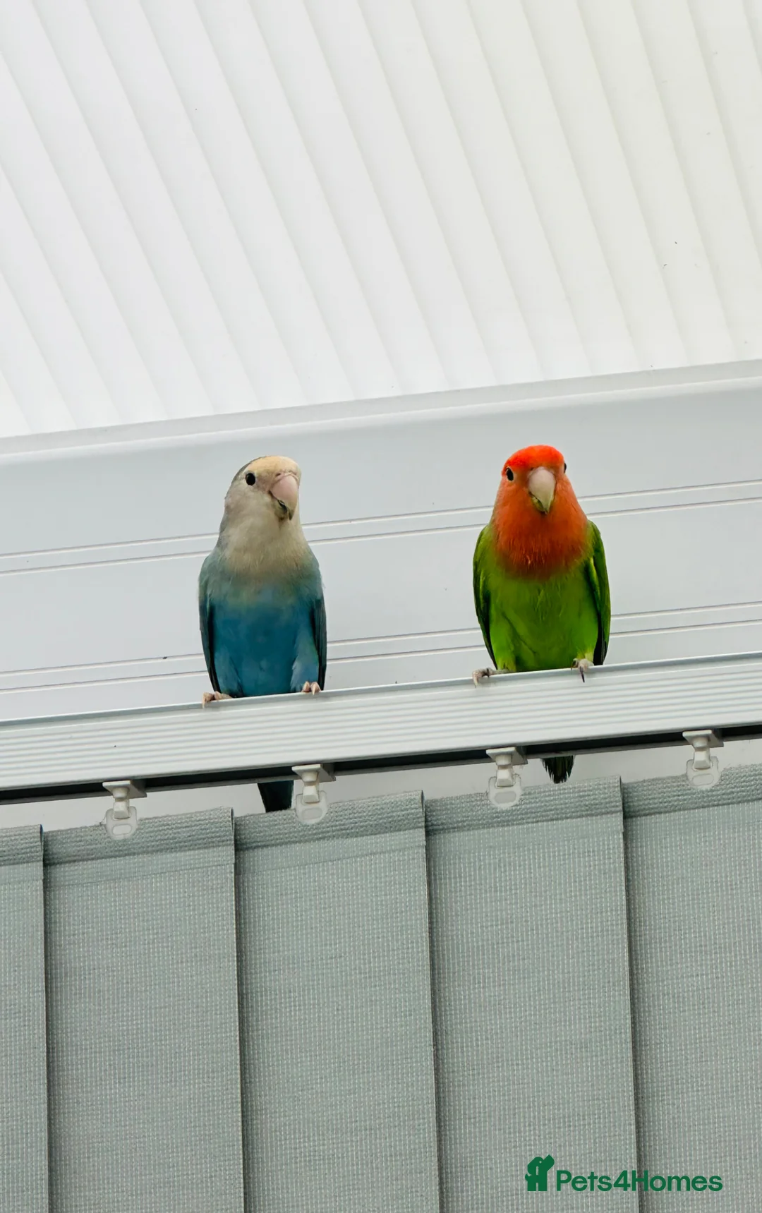 Lovebirds birds for sale: Pair of lovebirds  - Advert 1