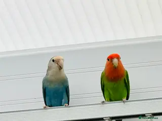 Lovebirds birds Pair of lovebirds - Advert 2