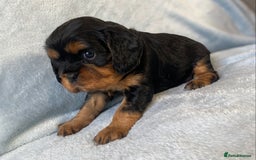 Cavalier King Charles Spaniel dogs for sale: KC Reg CKCS Puppies *health tested parents* - Image 6