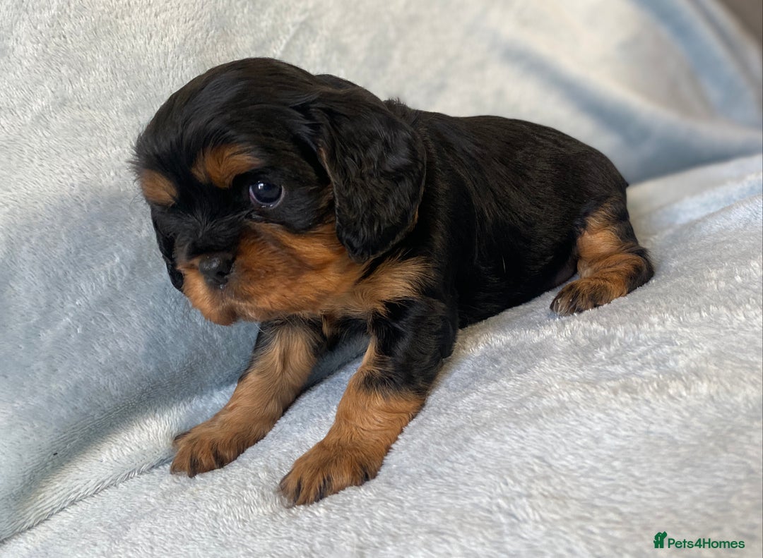 Cavalier King Charles Spaniel dogs for sale: KC Reg CKCS Puppies *health tested parents* - Image 6