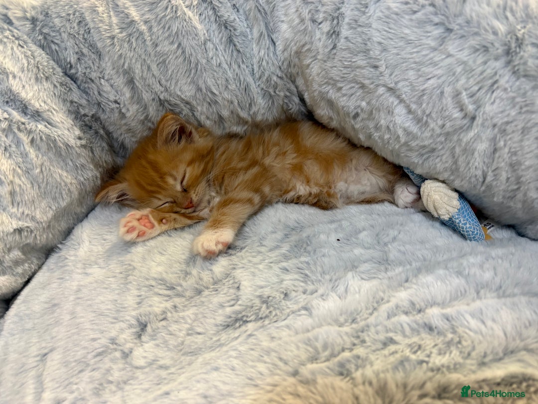 Mixed Breed cats for sale: Jude the Dude and Princess Peaches - Advert 2