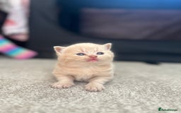 British Shorthair cats for sale: TICA Registered British Shorthair Kittens - Image 6