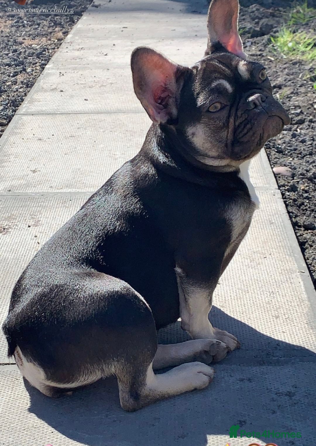 French Bulldog dogs for sale: French bulldog puppies  - Advert 1