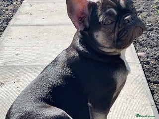French Bulldog dogs French bulldog puppies - Advert 1