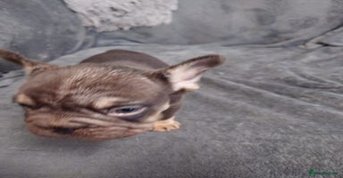 French Bulldog dogs - Advert 11
