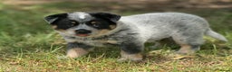 Australian Cattle Dog dogs for sale: Australian Cattle Dog Pups - Advert 4