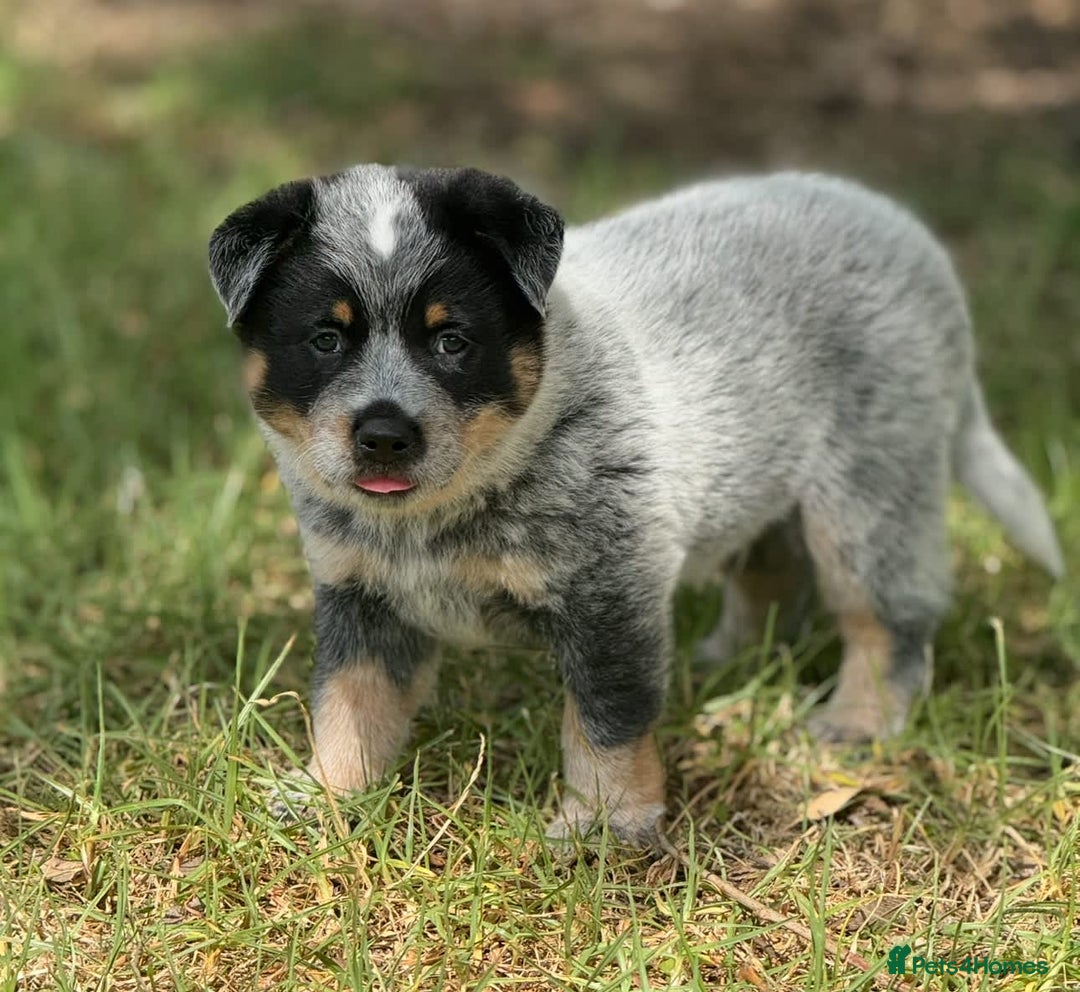 Australian Cattle Dog dogs for sale: Australian Cattle Dog Pups - Advert 4
