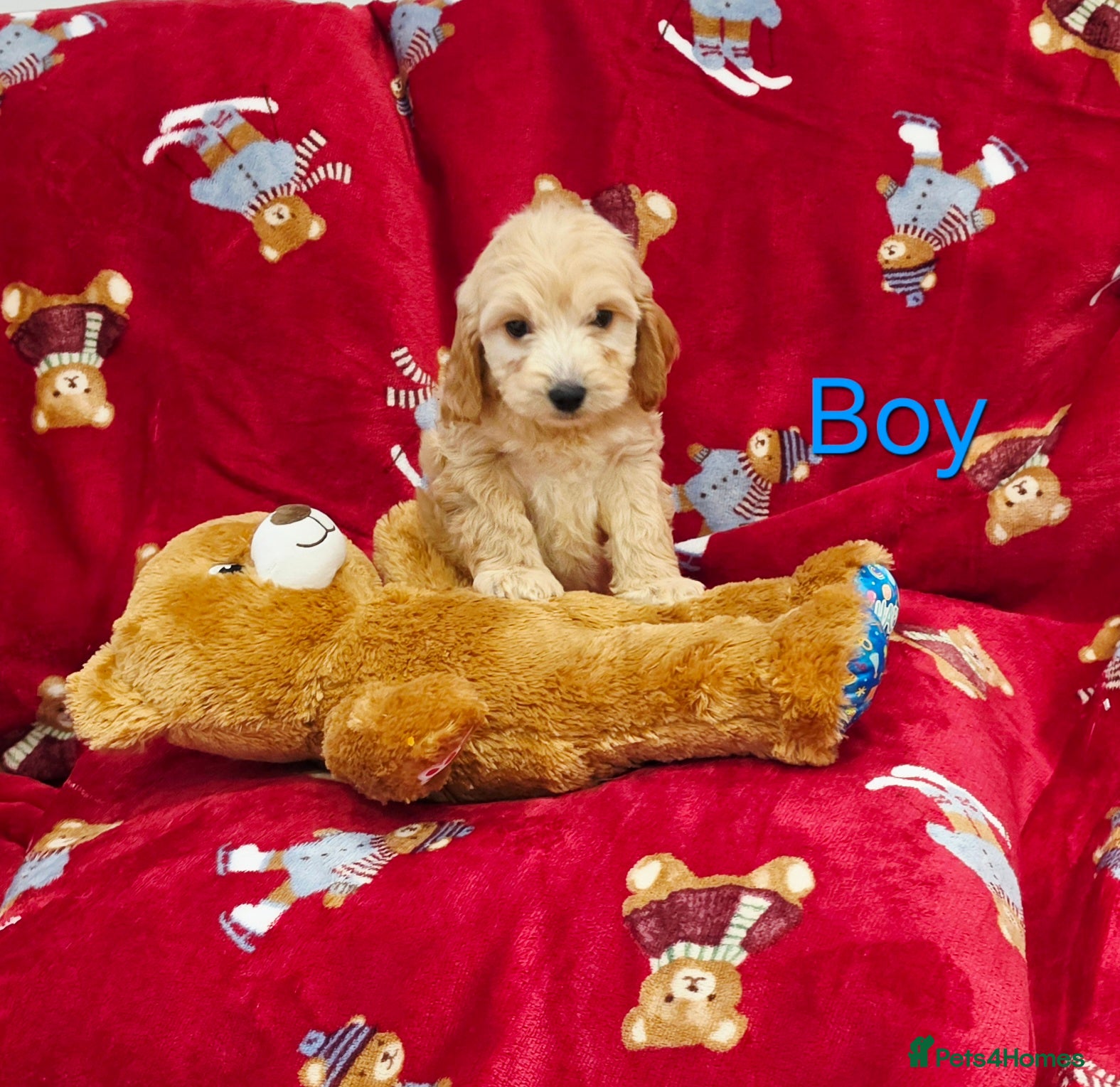 Cockapoo dogs for sale: ⚜️Pure Quality Cockapoos ⚜️ - Advert 2