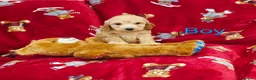Cockapoo dogs for sale: ⚜️Pure Quality Cockapoos ⚜️ - Advert 2