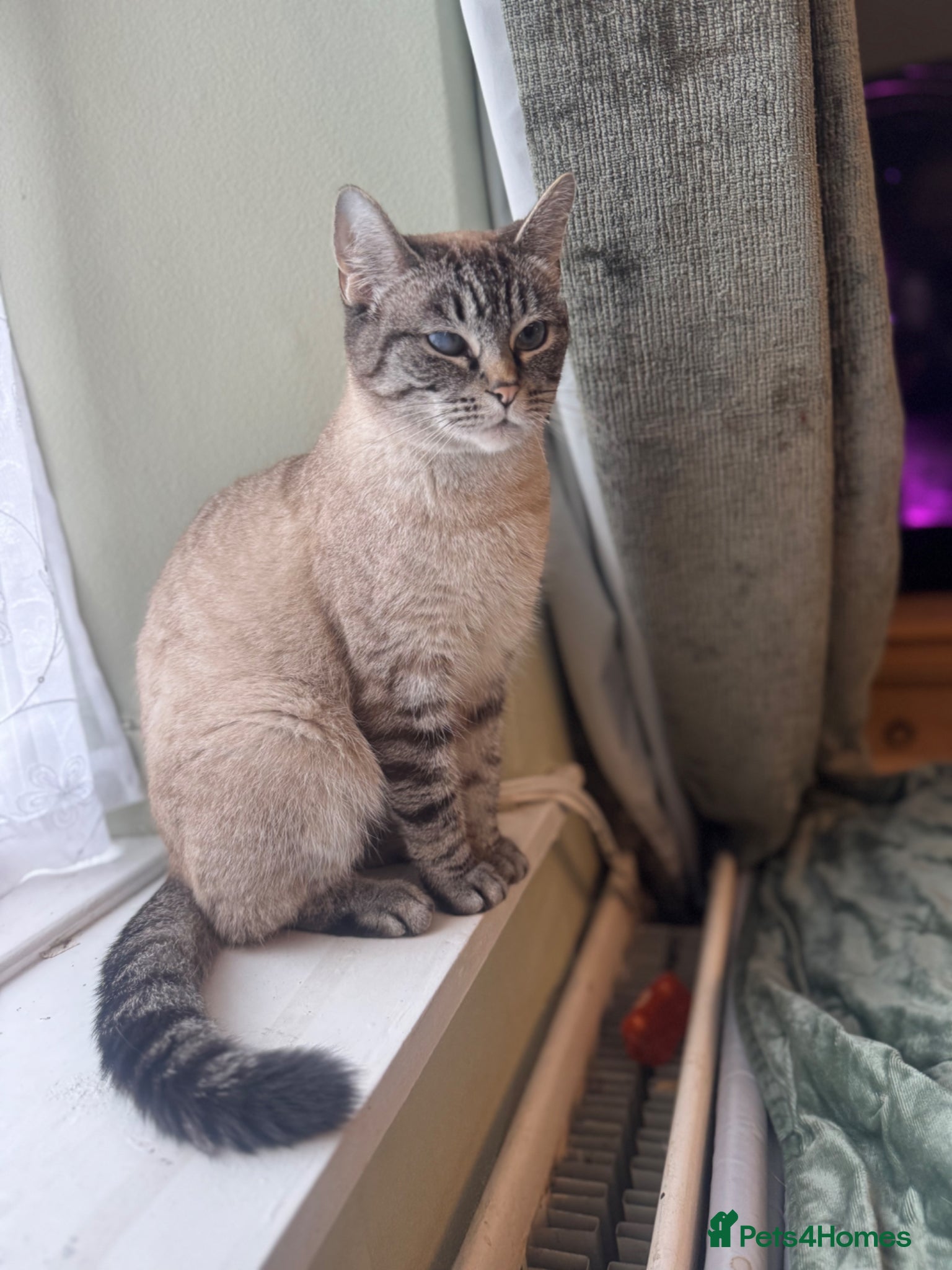 Mixed Breed cats Exceptionally friendly Ragdoll Cross - Advert 4