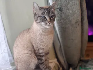 Mixed Breed cats Exceptionally friendly Ragdoll Cross - Advert 1