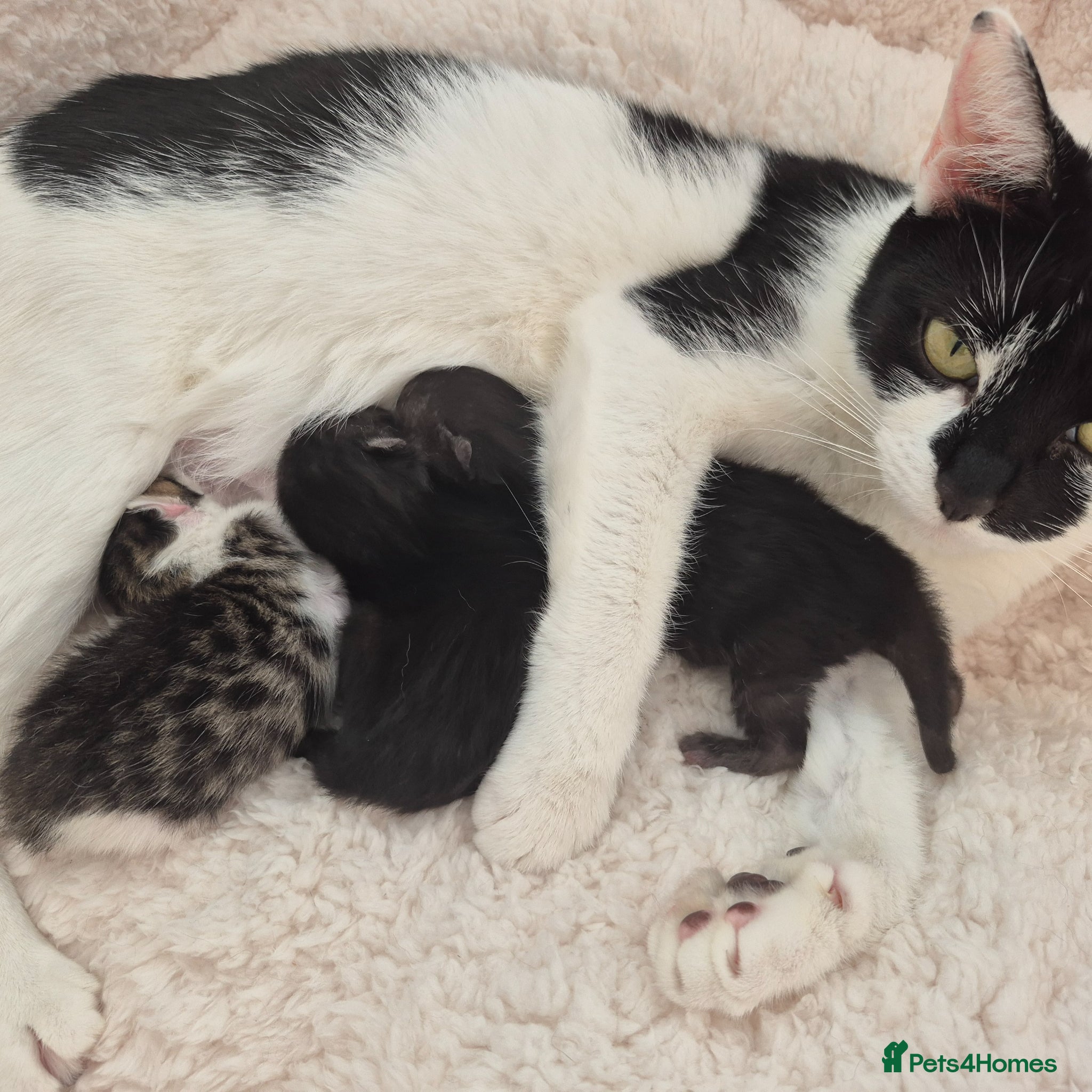 Mixed Breed cats 2 very cute male kittens for sale - Advert 18
