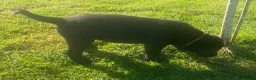 Labrador Retriever dogs for sale: KC Registered Black Labrador puppies  - Advert 12