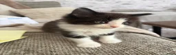 Mixed Breed cats for sale: Ragdoll X 2 longhair Blk and white ready now  - Advert 8