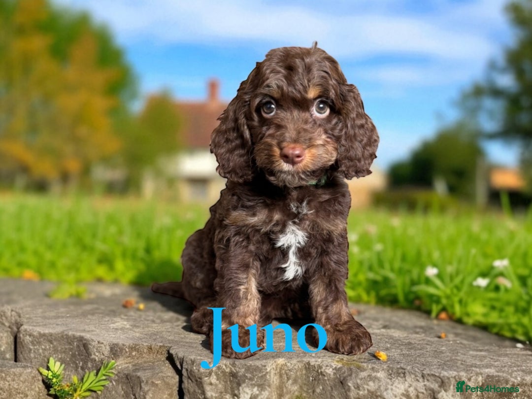 Cockapoo dogs for sale: ⭐️REDUCED⭐️ chocolate tri colour DNA clear F1 - Image 11
