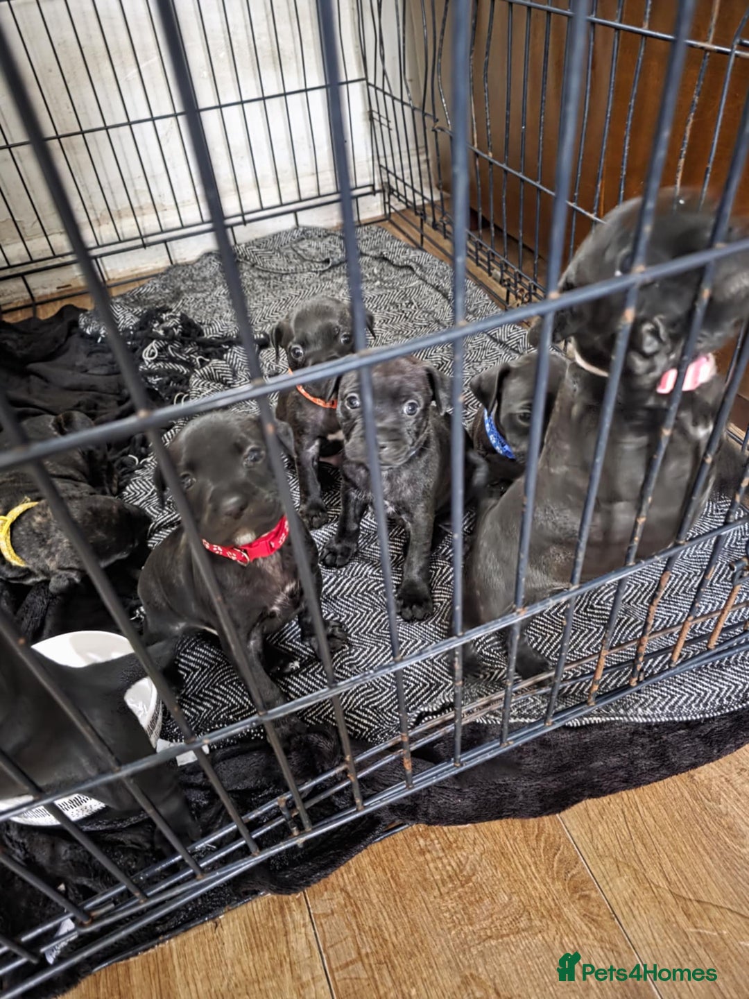 Staffordshire Bull Terrier dogs for sale: Staffordshire bull terrier puppies  - Image 5