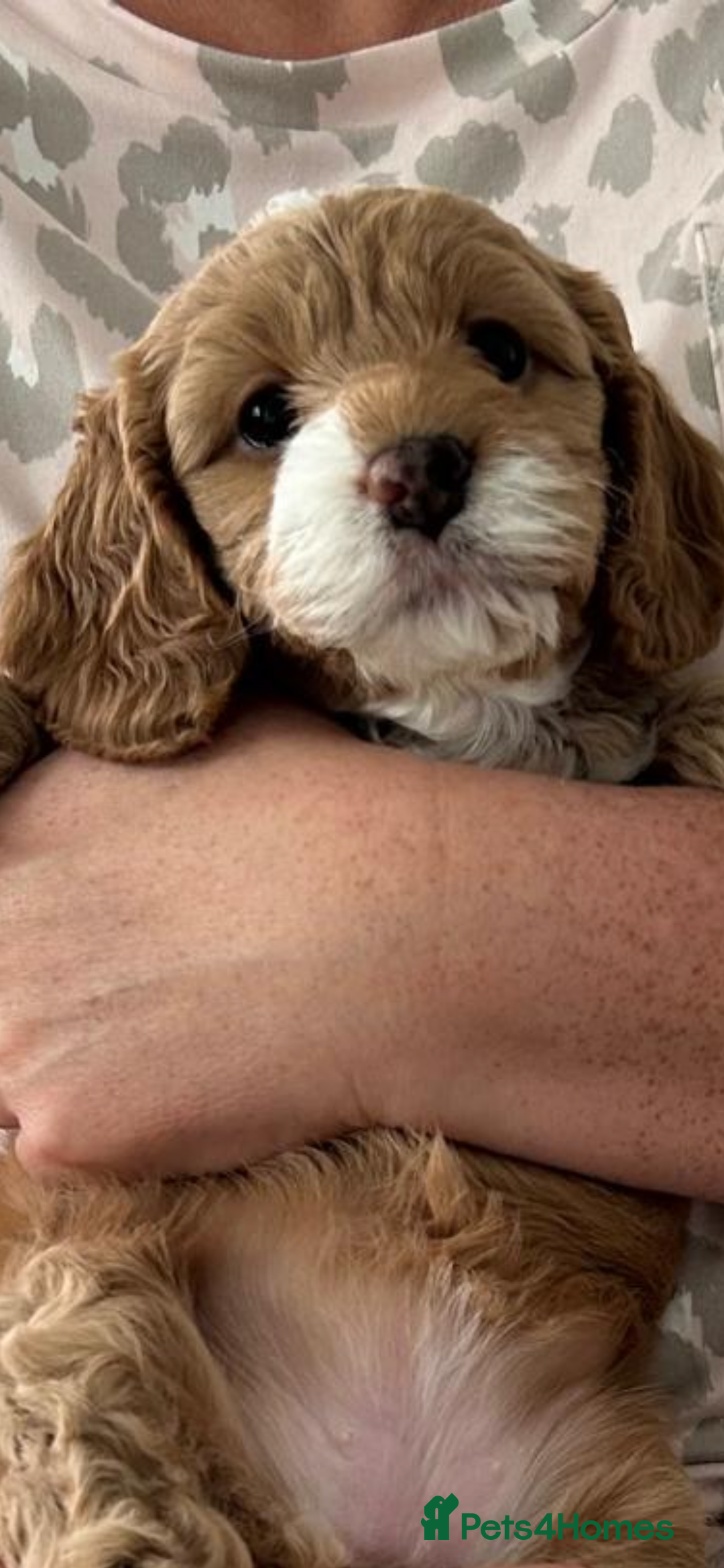 Cockapoo dogs for sale: American cockapoos  - Image 6