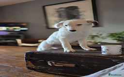 Mixed Breed dogs for adoption: Kira for adoption - Image 6