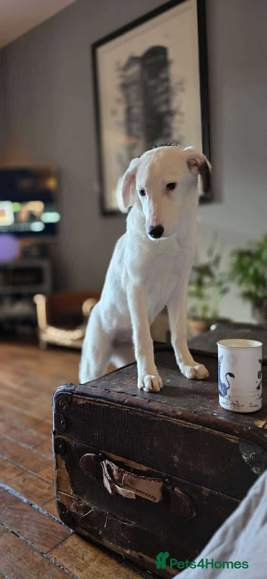 Mixed Breed dogs for adoption: Kira for adoption - Image 6