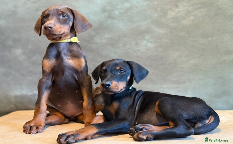 Dobermann dogs - Advert 5