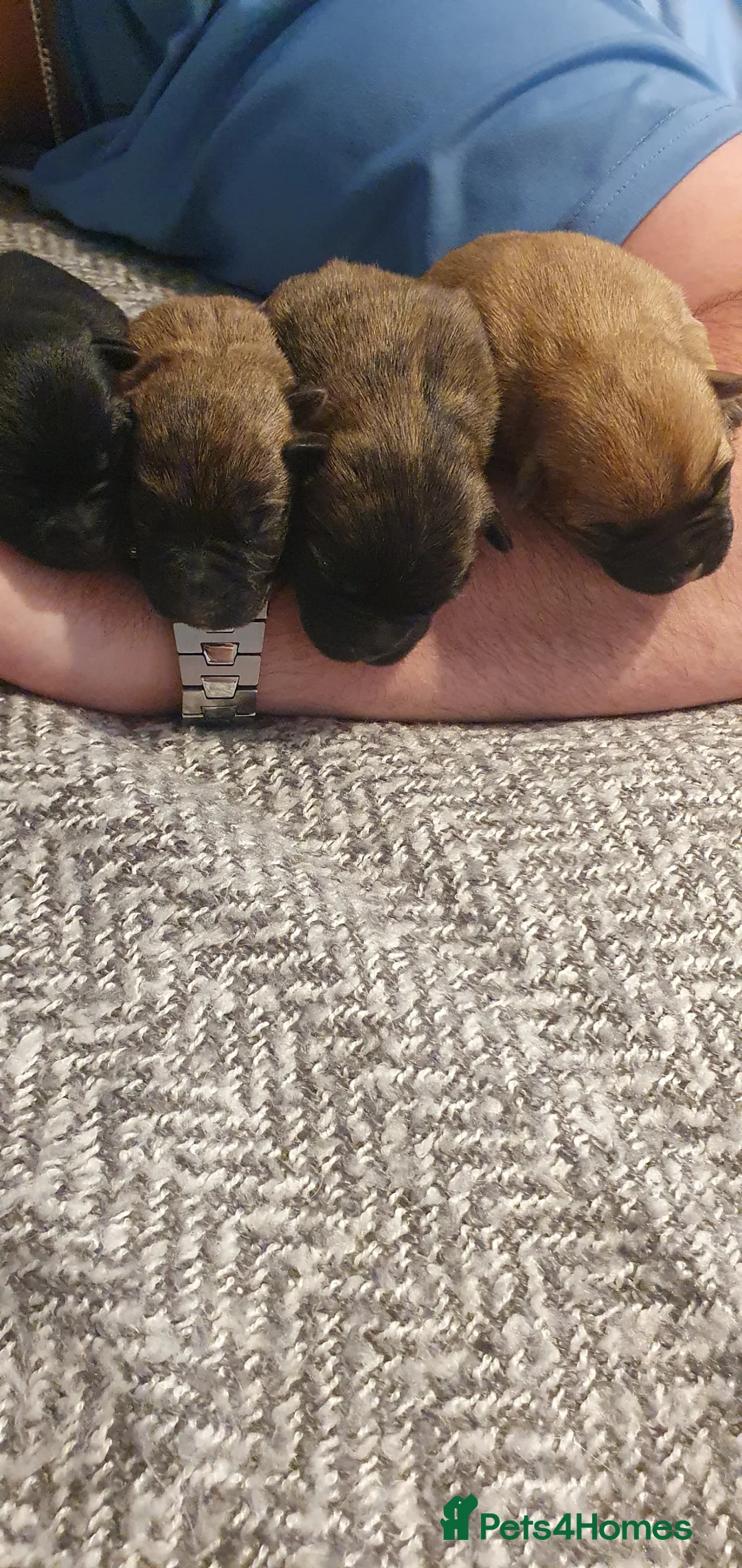 Cairn Terrier dogs for sale: Kc Registered Cairn Terrier puppies Available soon in Tewkesbury - Advert 8
