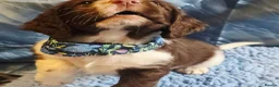 English Springer Spaniel dogs for sale: KC Health Tested, Home Reared 5 ⭐️ Liver Pups - Advert 16