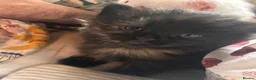 Norwegian Forest Cat cats for sale: Tricolore Magic  - Advert 9