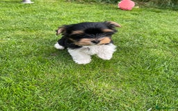 Yorkshire Terrier dogs for sale: York puppies for sale - Image 12