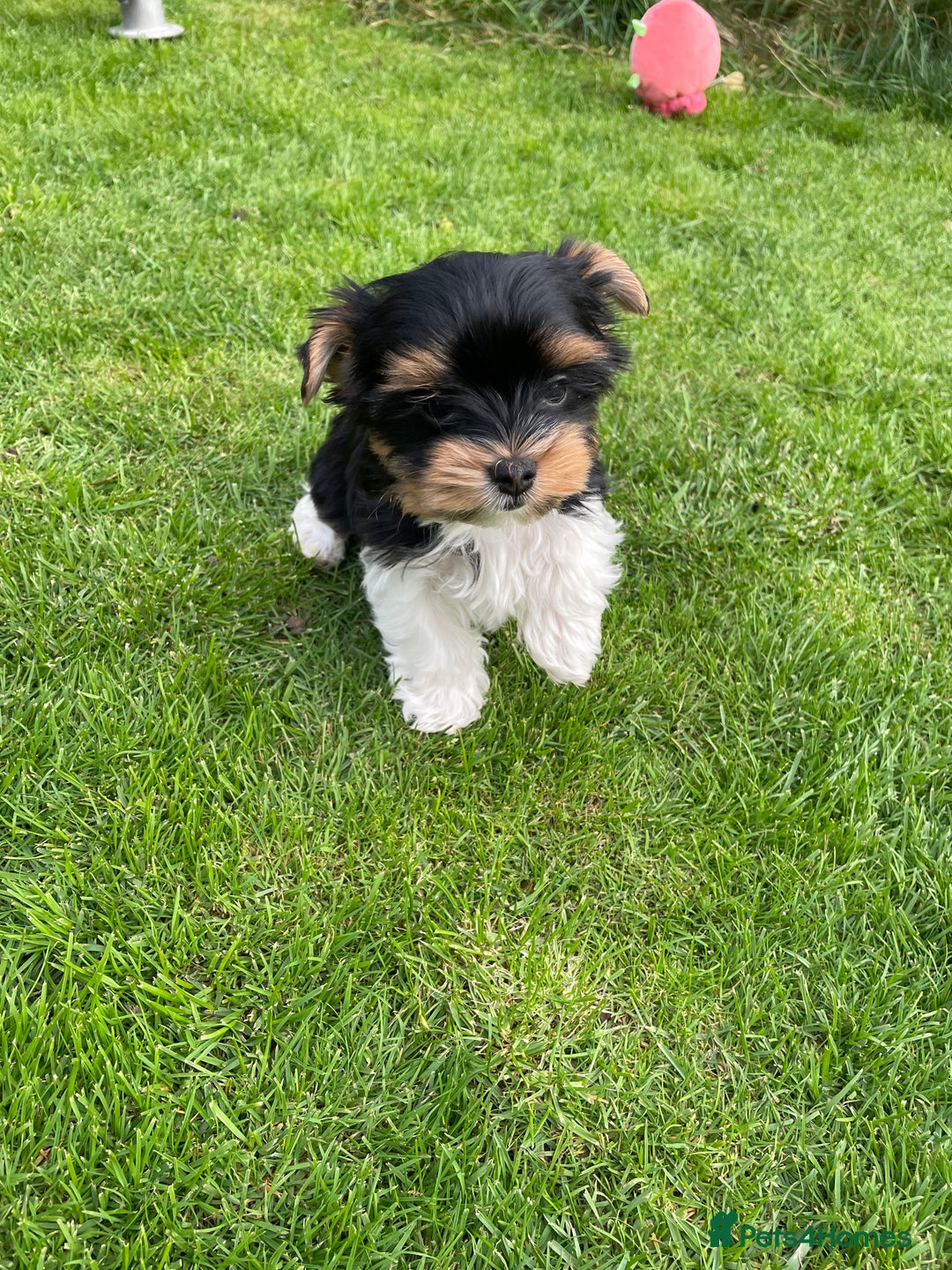 Yorkshire Terrier dogs for sale: York puppies for sale - Image 12