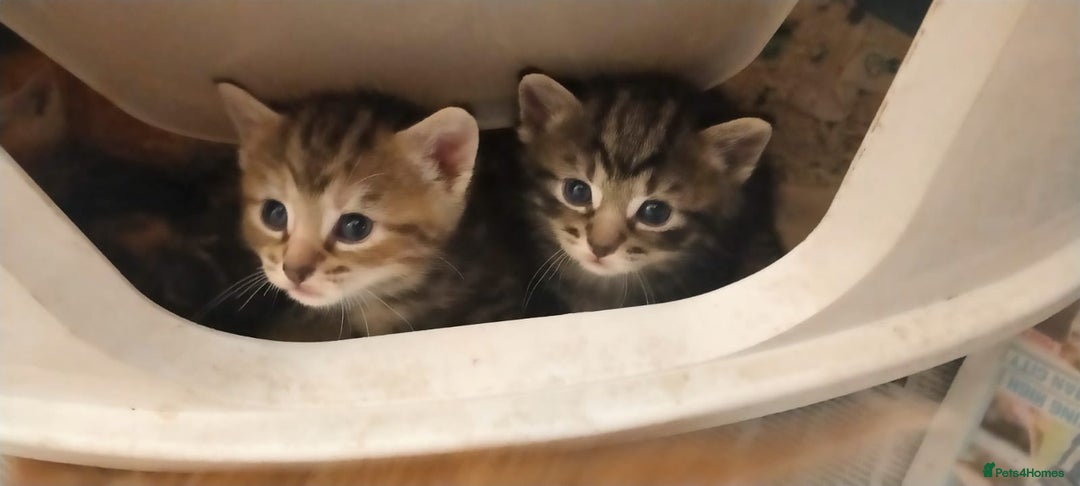 Ragdoll cats for sale: Beautiful Ragdoll x Kittens  - Advert 12