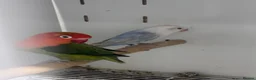 Lovebirds birds for sale: Mutation Love Bird for sale  - Advert 9