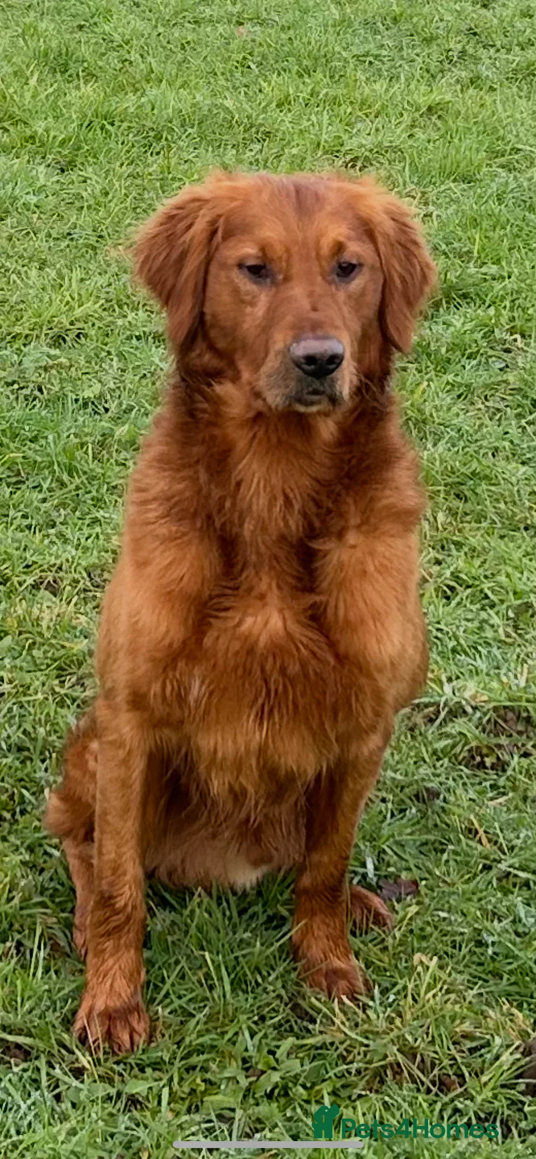 Golden Retriever dogs for stud: Extensively  fully health tested kc reg in Market Drayton - Advert 3