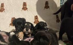 Mixed Breed dogs for sale: 🌟 Collie x Golden Retriever Puppies 🌟 - Image 1