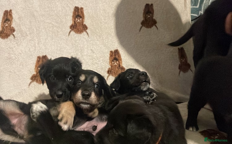 Mixed Breed dogs - Advert 1