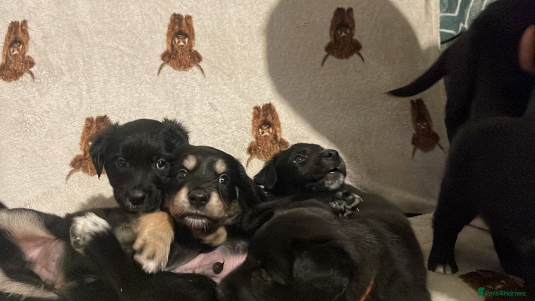 Mixed Breed dogs for sale: 🌟 Collie x Golden Retriever Puppies 🌟 - Image 1