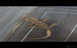Gecko reptiles for sale: Baby crested gecko  - Image 3