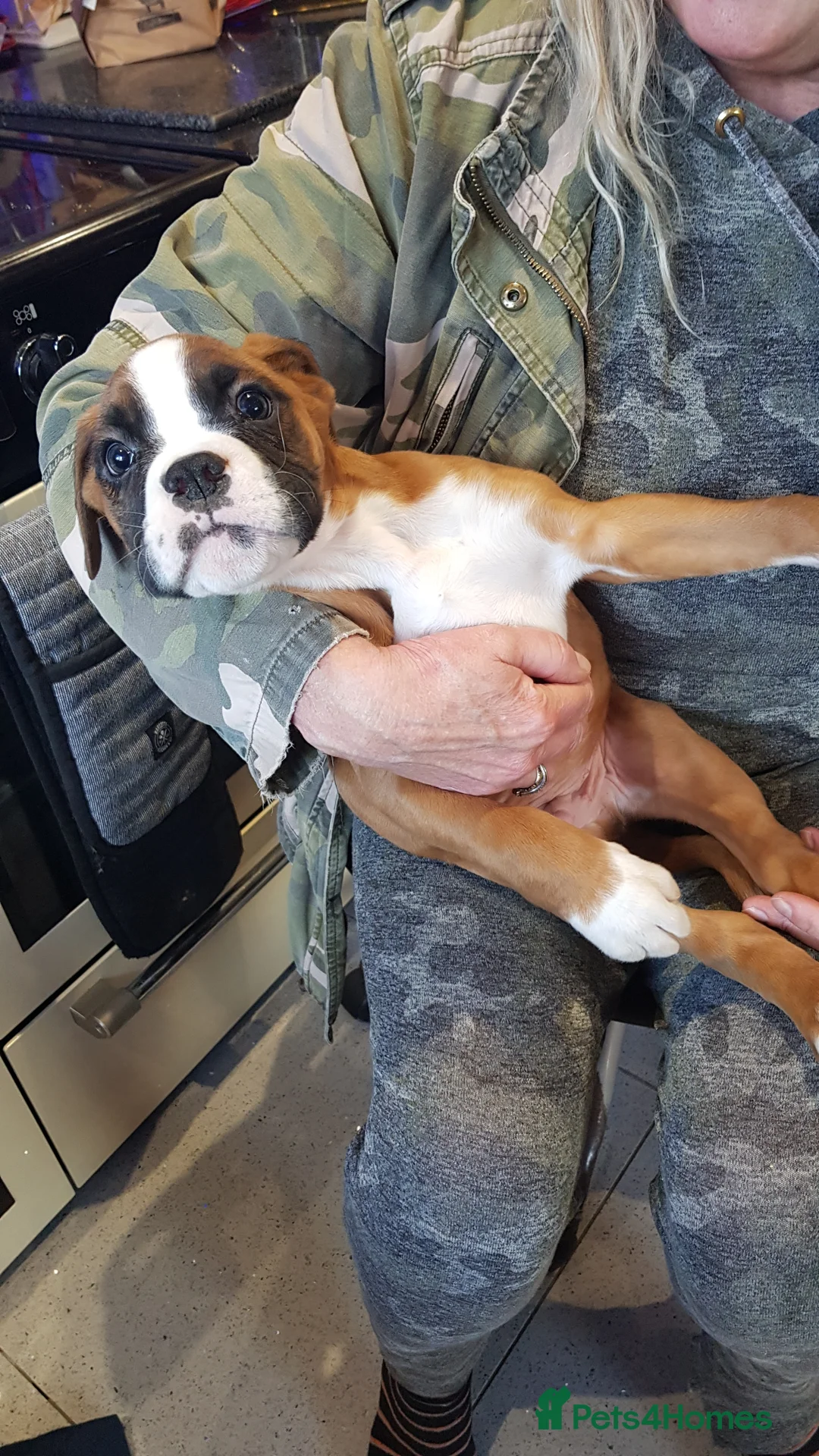 Boxer dogs for stud: Kc Registered and Heart scored Stud dog in Herne Bay - Advert 15