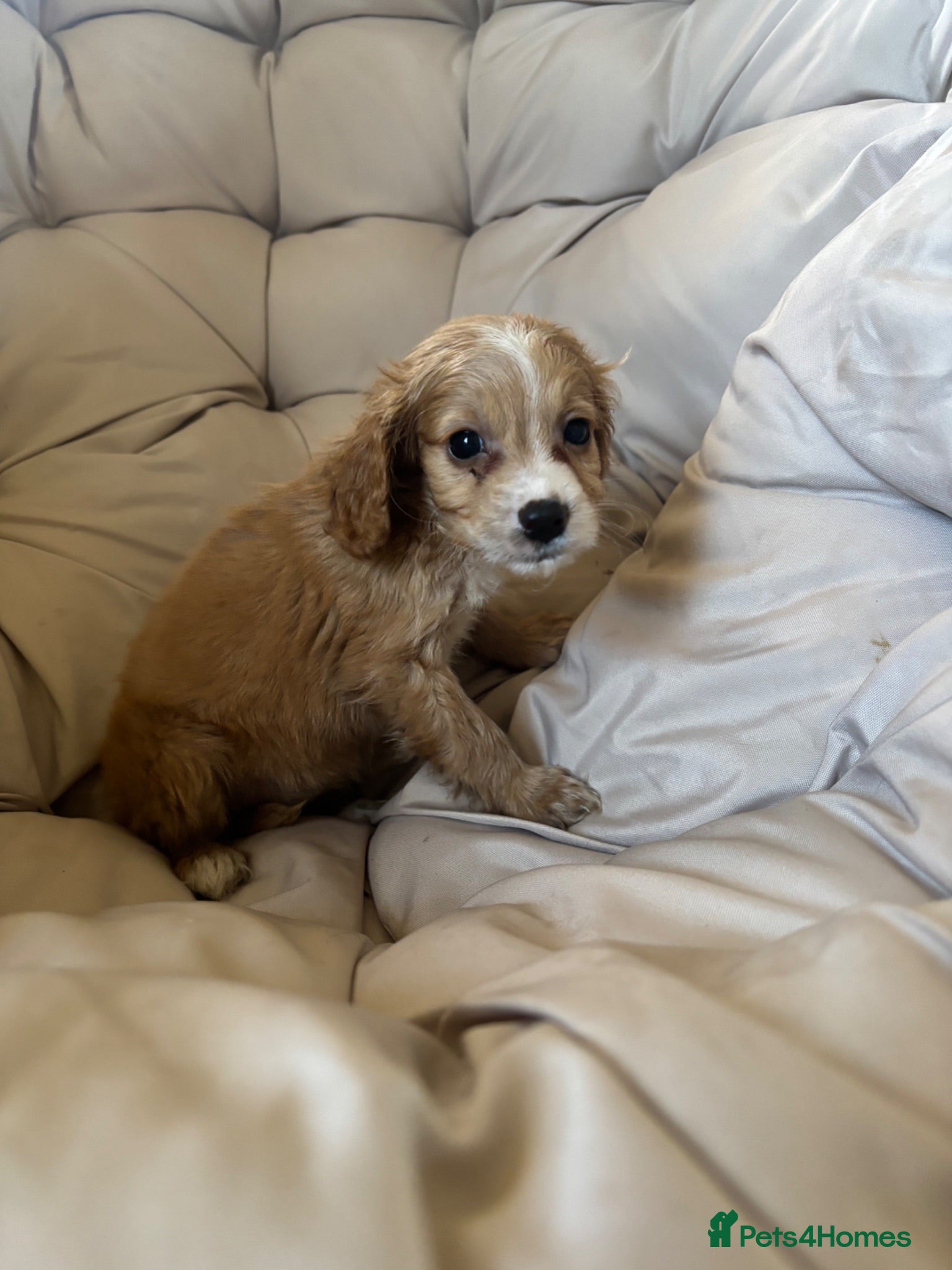 Cockapoo dogs  2 Beautiful cockapoo puppies left 🐶  - Advert 10