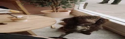 Miniature Poodle dogs for sale: Chocolate Miniature Poodle in London - Advert 5