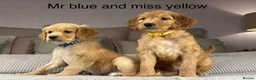 Goldendoodle dogs for sale: Healthy Gorgeous sweet natured puppies  - Advert 24