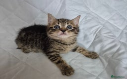 Mixed Breed cats for sale: 4 beautiful fluffy kittens ready now - Image 9