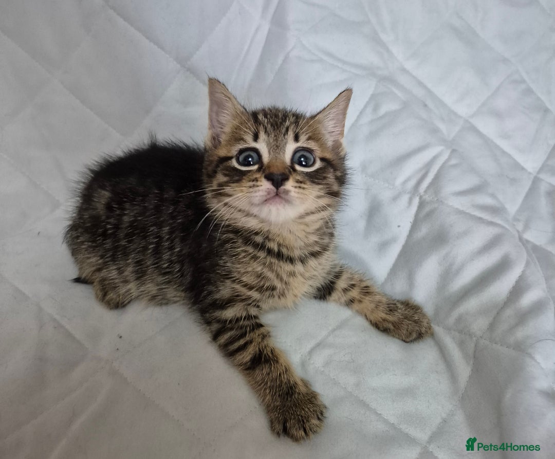 Mixed Breed cats for sale: 4 beautiful fluffy kittens ready now - Image 9