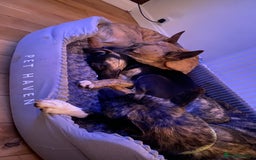 Mixed Breed dogs for sale: 1 left !!!! - Image 2