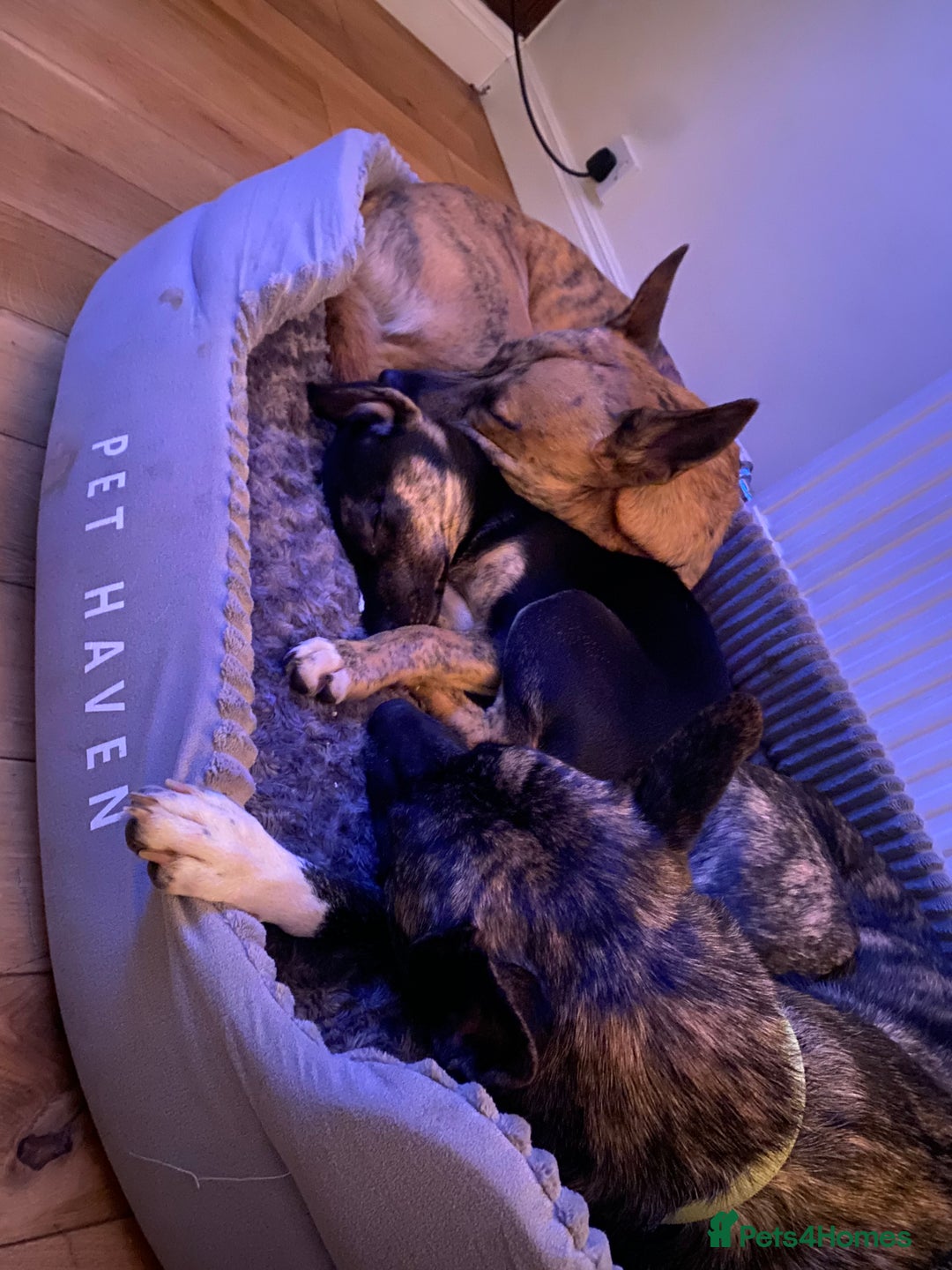 Mixed Breed dogs for sale: 1 left !!!! - Image 2