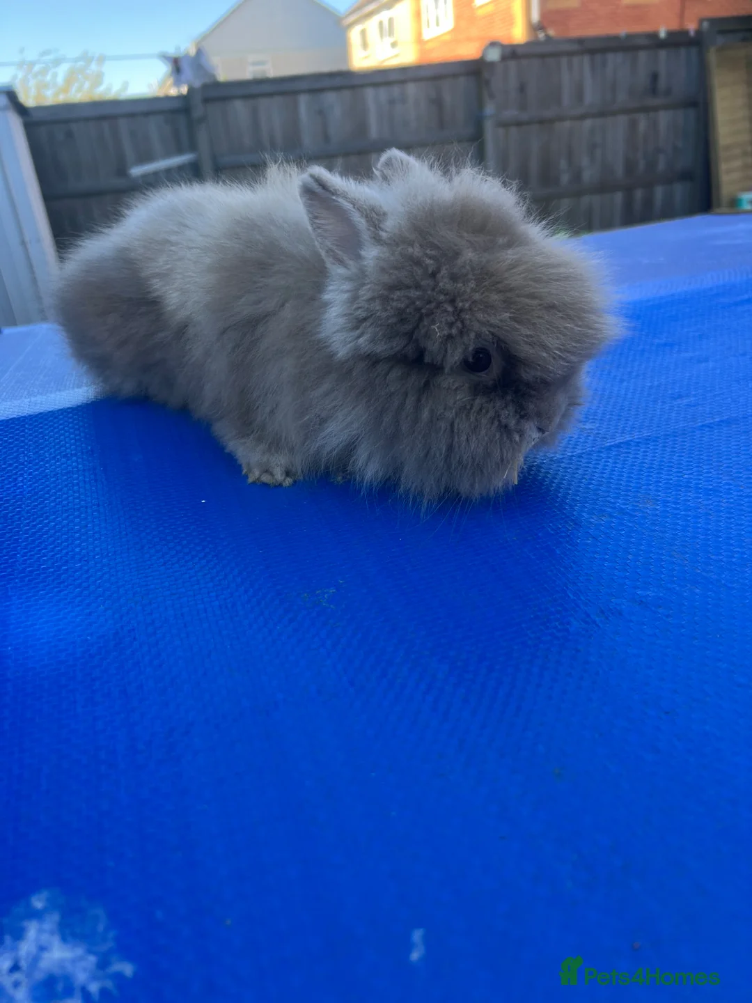 Lionhead rabbits for sale: Baby lionhead - Advert 2