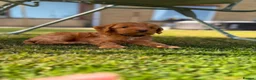 Cockapoo dogs for stud: Stunning Fully Health Tested F2b Cockapoo Proven ! - Advert 10